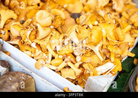 Funghi chanterelle dorati freschi ammucchiati in un vassoio del mercato, che mostrano lamelle e gambi, texture terrosa, colori caldi di raccolta, vista ravvicinata di un prodotto stagionale Foto Stock