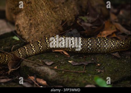 Un serpente ratto orientale (Ptyas mucosa) inghiotte un grande rospo comune asiatico (Duttaphrynus melanostictus) a Tehatta. Il ventre del serpente è visibilmente disteso dopo aver consumato il rospo. Il serpente ratto indiano, noto anche come serpente ratto orientale, Dhaman o darash, è un predatore non velenoso e veloce, cruciale per il controllo di parassiti come roditori e insetti sia nelle aree urbane che rurali. Spesso scambiato per un cobra e circondato da miti, questi serpenti innocui possono crescere molto grandi (6–12 ft). Bengala Occidentale, India. Foto Stock