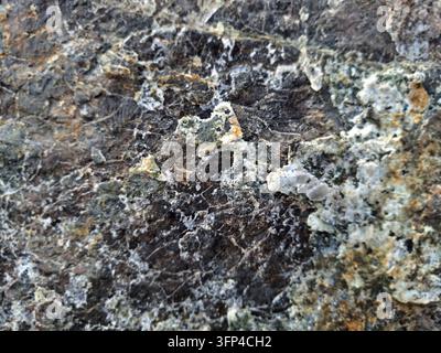 Superficie ruvida di pietra scura con depositi minerali bianchi e texture di crosta di licheni in primo piano macro sotto la luce naturale del giorno all'aperto Foto Stock