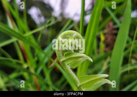 Giovane fronde di felce che si dispiega in una macro in primo piano con sfondo di erba verde morbida sotto la luce naturale all'aperto Foto Stock