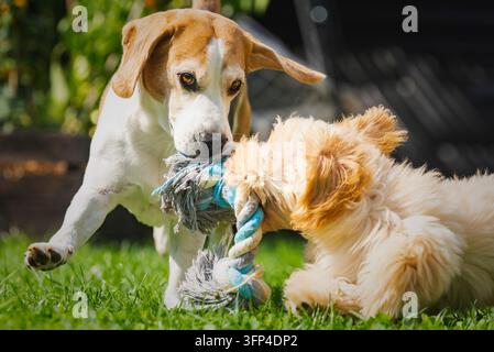 Cuccioli di Beagle e Cockapoo giocano allegramente con un giocattolo di corda all'aperto in una giornata soleggiata, godendosi un gioco gioioso Foto Stock