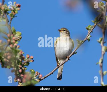 Piranga, Phylloscopus trochilus. Mattina di primavera, un uccello canta seduto su un albero in fiore. Foto Stock