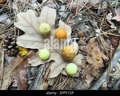 Foglia di quercia secca con galle colorate che riposano sul terreno del bosco tra aghi di pino, corteccia e rametti. Vista ravvicinata che evidenzia le texture naturali, pla Foto Stock
