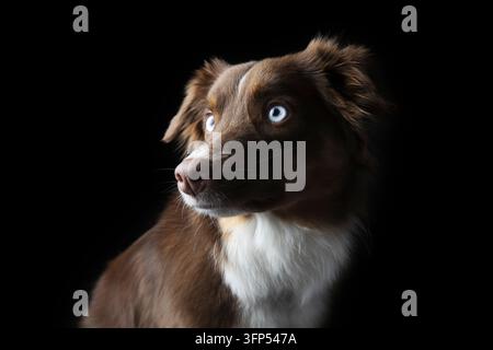 Ritratto drammatico di un Tri Miniature American Shephard rosso con occhi blu Foto Stock