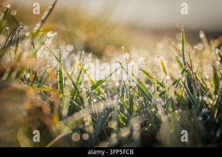 Rugiada scintillante nell'erba in una fresca mattina di primavera soleggiata Foto Stock