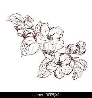 Ramello di melo in fiore con fiori, germogli, foglie, illustrazione botanica vettoriale disegnata a mano con penna, inchiostro, per packaging, etichettatura apistica Illustrazione Vettoriale