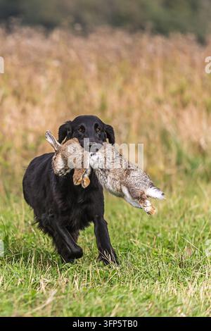 Retriever nero porta un coniglio mentre corre su un prato, dimostrando un comportamento di recupero da cane da caccia addestrato nella campagna aperta. Foto Stock
