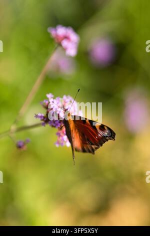 Farfalla pavone che si nutre di un fiore di verbena viola alla luce calda del sole – ideale per la redazione natura, il giardino dei pollinatori, la biodiversità e l'ecosistema estivo Foto Stock