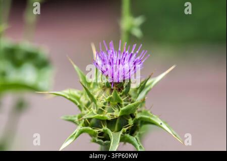 Cardo di latte comune Foto Stock
