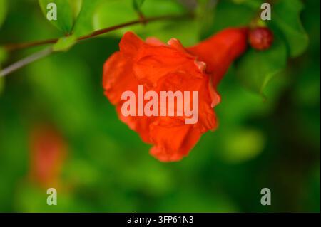 Fiori di melograno su rami di albero Foto Stock