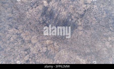 Veduta aerea di un bosco invernale coperto di brina e neve Foto Stock