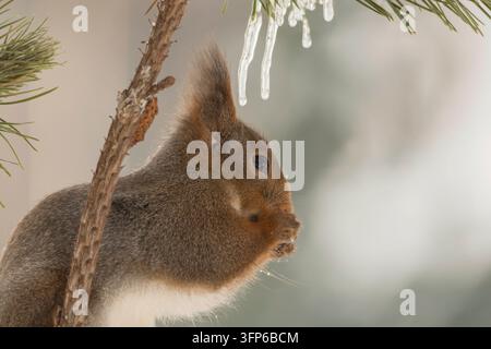 Profilo e close up di scoiattolo rosso in piedi dietro un ramo con pigne nelle quali sotto ghiaccioli Foto Stock