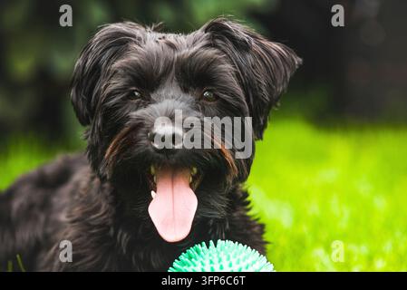 In una giornata di sole, un cane nero giocherellone gioca sull'erba verde, tieniti fuori, con una palla verde che riposa nelle vicinanze Foto Stock