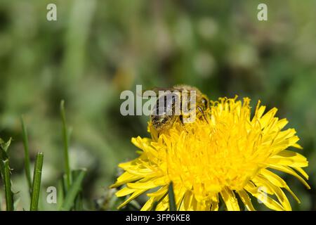 Primo piano di un'ape coperta di polline che raccoglie nettare da un fiore di tarassaco giallo brillante Foto Stock