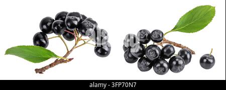 Chokeberry con foglia isolata su sfondo bianco. Aronia nera. Vista dall'alto. Posizione piatta Foto Stock