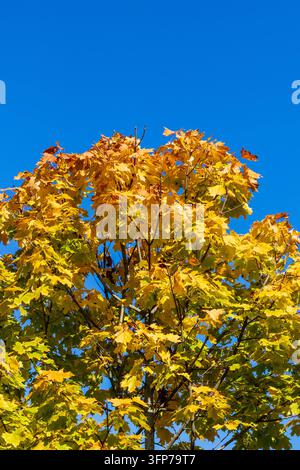 Giovane acero con transizione di foglie autunnali verdi e arancioni brillanti Foto Stock