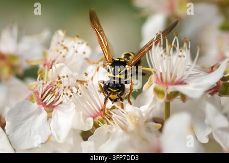Regina della vespa di carta europea (Polistes dominula) - all'inizio di aprile su fiori di ciliegio Foto Stock