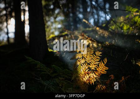 Le fronde di felce autunnali si ergono accanto ai tronchi degli alberi sopra una fitta vegetazione arborea, mostrando i cambiamenti stagionali delle piante del suolo boschivo per l'educazione ecologica e Foto Stock