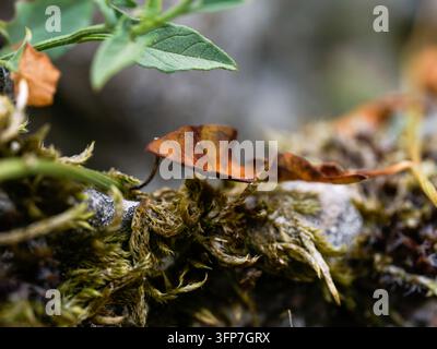 Foglia marrone secca su terreno muschioso con una foglia verde in morbida messa a fuoco a Chenÿ, Francia. Foto Stock