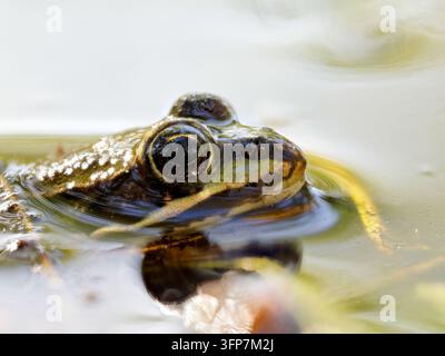 Prima vista di una rana Pelophylax parzialmente sommersa nell'acqua a Mzires-en-Brenne. Foto Stock