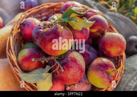 Mele rosse mature in un cesto di vimini su tela di sacco all'aperto Foto Stock