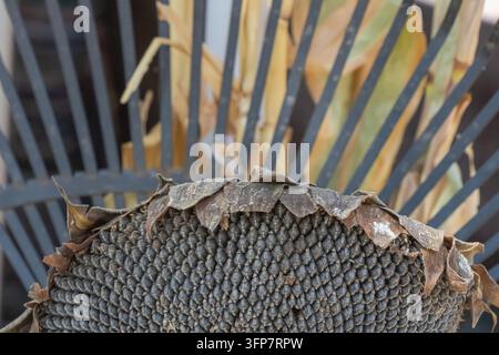 Primo piano di una testa di girasole matura essiccata, densamenteripiena di semi scuri e circondata da brattee secche e marroni, che mostra la maturità del raccolto e la raccolta naturale Foto Stock