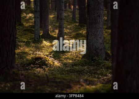 Il terreno della foresta coperto di muschio circonda tronchi di conifere e piante boschive sparse, mostrando la vegetazione del suolo e l'habitat degli alberi per l'ecologia forestale e co Foto Stock