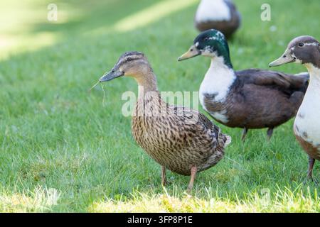 Anatre domestiche (Anas platyrhynchos) in piedi sull'erba in Cumbria. Foto Stock