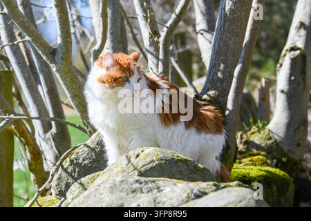 Un gatto rosso e bianco su rocce vicino ad alberi nel Cumbria, Inghilterra Foto Stock