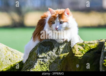 Un gatto domestico fulvo e bianco accovacciato su rocce muschiose in Cumbria. Foto Stock