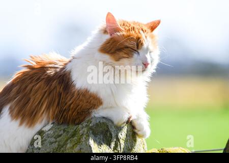 Gatto domestico arancione e bianco che riposa su una roccia all'aperto nel Cumbria. Foto Stock
