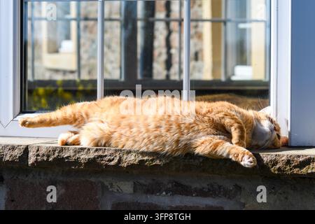 Gatto tigrato arancione disteso su un davanzale a Cumbria. Foto Stock
