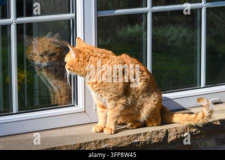 Gatto zenzero seduto su un davanzale di pietra che guarda il suo riflesso in una finestra a Cumbria. Foto Stock