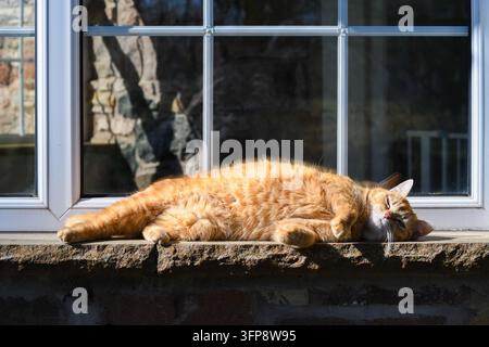 Gatto zenzero disteso su un davanzale di pietra alla luce del sole nel Cumbria. Foto Stock