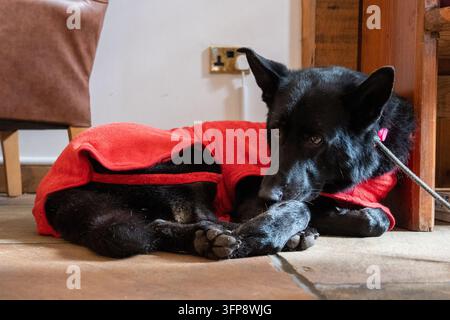 Cane Pastore Tedesco nero sdraiato in casa sul pavimento con un cappotto rosso in Cumbria. Foto Stock