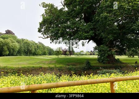 Vecchio quercia massiccia in un parco verde con fiori selvatici gialli Foto Stock
