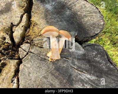Due funghi al miele freschi Armillaria mellea su un vecchio ceppo di legno, raccolta di opyata autunnale eurasiatica in primo piano Foto Stock