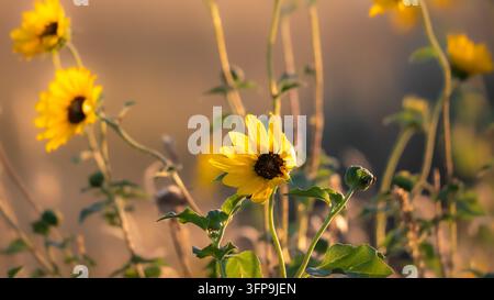 Prima piano di un singolo girasole selvatico della prateria (Helianthus sp.) in fiore nel Parco Nazionale Theodore Roosevelt, North Dakota Badlands Foto Stock
