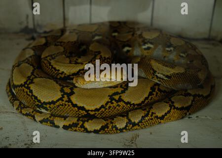 Maestosa pitone reticolata avvolta strettamente, che mostra il suo intricato motivo batik oro e nero in un primo piano dettagliato Foto Stock