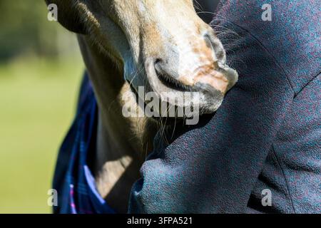 Primo piano del volto di un American Paint Horse accanto a una persona con una giacca blu nel Leicestershire. Foto Stock