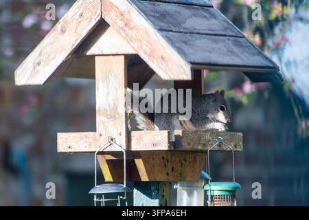 Scoiattolo grigio orientale (Sciurus carolinensis) che mangia su una mangiatoia per uccelli in legno nel Leicestershire. Foto Stock