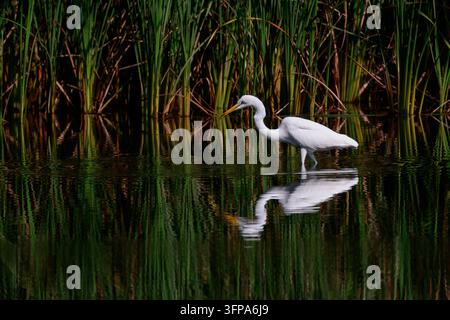Una grande egret (Ardea alba) in un lago in un parco a Kanagawa, in Giappone. Foto Stock
