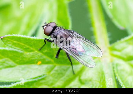 Una mosca della famiglia Anthomyiidae che riposa su una foglia verde nel Leicestershire. Foto Stock