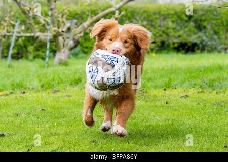 Cane Nova Scotia Duck Tolling Retriever che corre sull'erba portando un pallone da calcio nel Leicestershire. Foto Stock