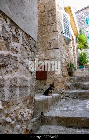 Vista di un cane piccolo seduto sui gradini di pietra in un vicolo stretto del centro storico di Hvar, Contea di Split-Dalmatia, Croazia. Foto Stock