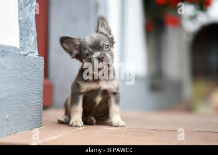 Simpatico cucciolo di bulldog francese lilla e tan con muso lungo e sano Foto Stock