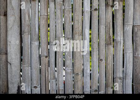 Textura di recinzione in bambù grigio consumato, pali verticali di bambù secco con fogliame verde come sfondo a tutto schermo Foto Stock