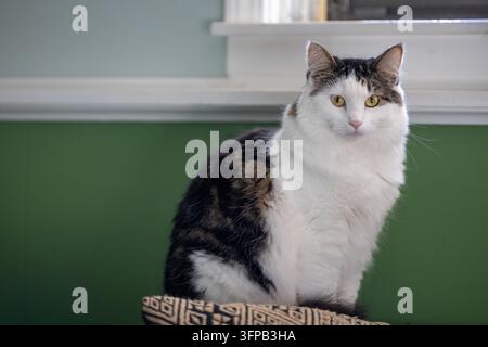 Un gatto domestico a pelo lungo tigrato e bianco è seduto accanto a una finestra, guardando verso la fotocamera contro un muro interno verde. Foto Stock