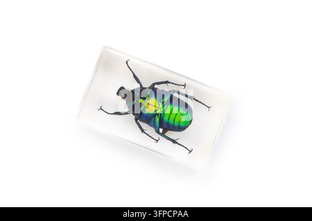 Lato ventrale di un vero coleottero metallico verde preservato in un blocco di resina acrilica trasparente isolato su sfondo bianco Foto Stock