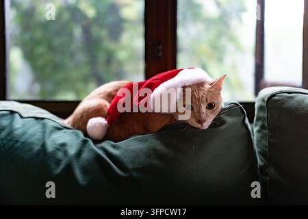Gatto zenzero con cappello da Babbo Natale che sbircia sopra il divano Foto Stock